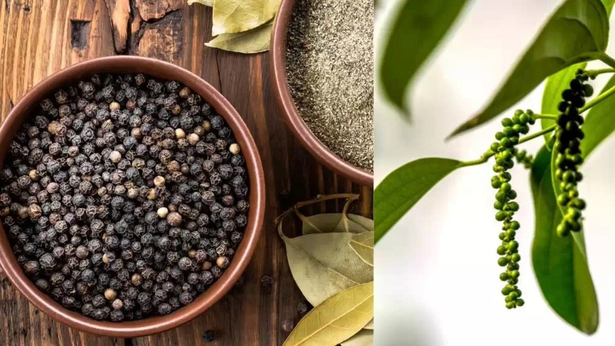 Kerala Black Pepper vs Vietnam Pepper – Which Is Better?